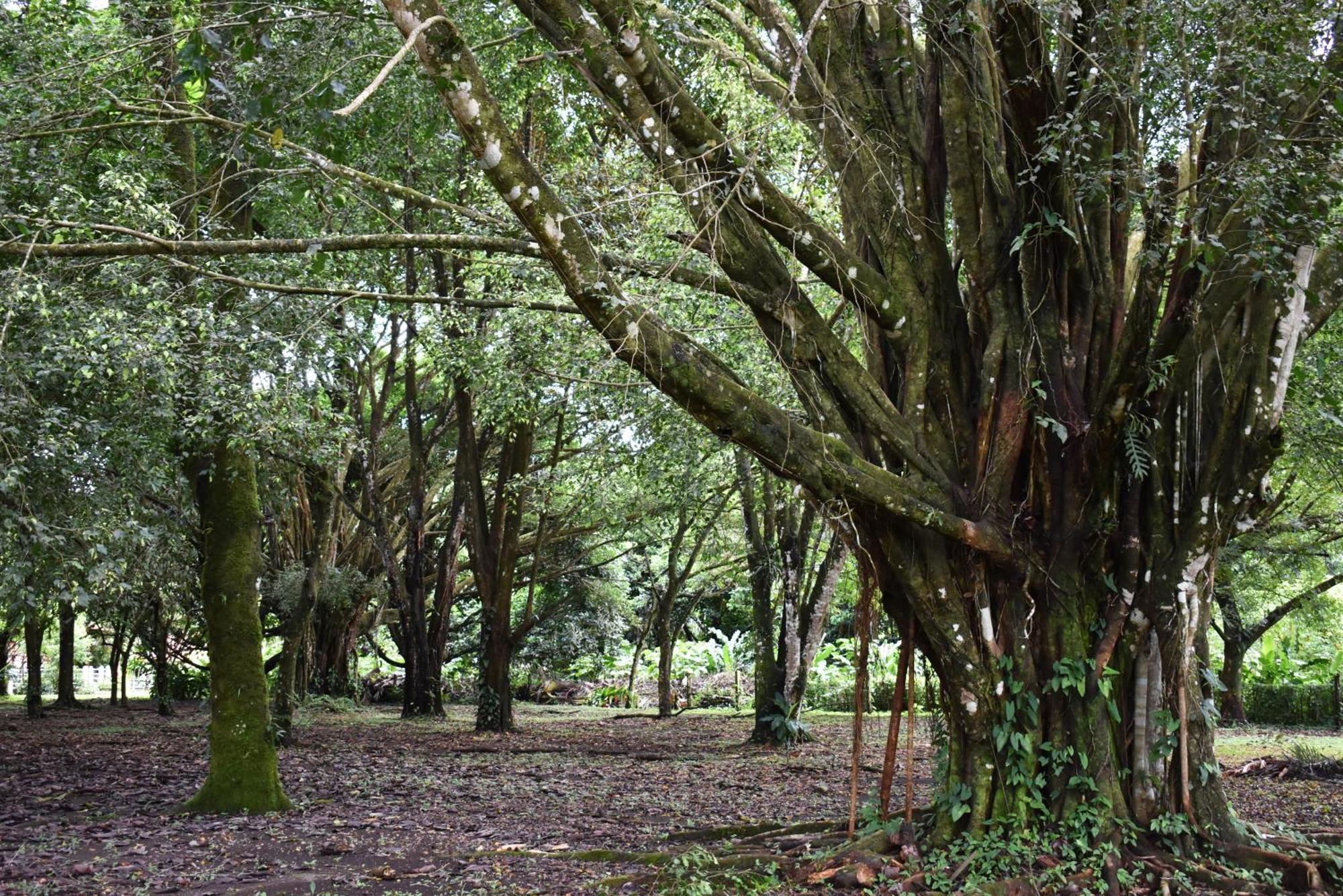 Hotel Arenal Country Inn La Fortuna Eksteriør billede