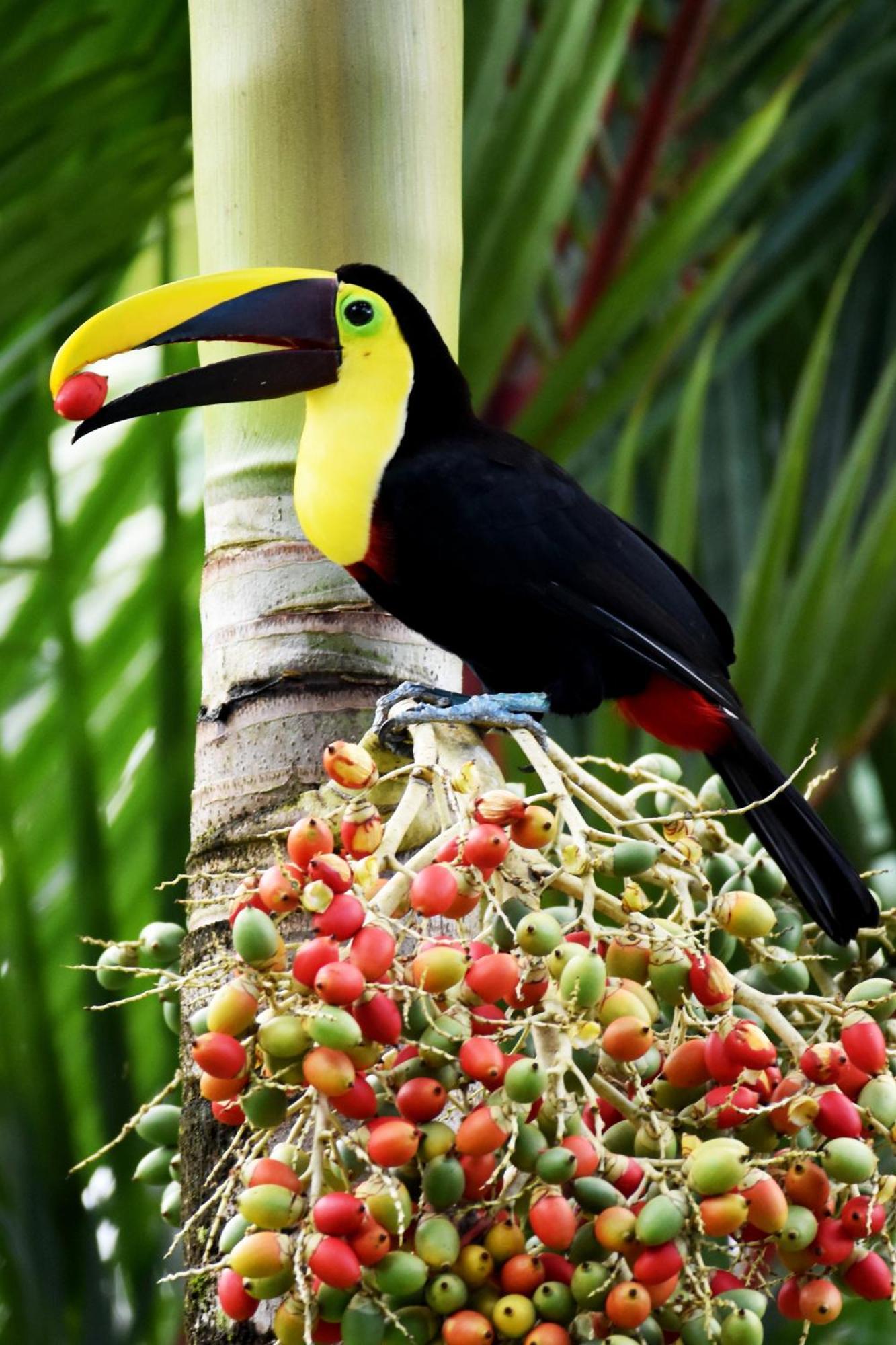 Hotel Arenal Country Inn La Fortuna Eksteriør billede