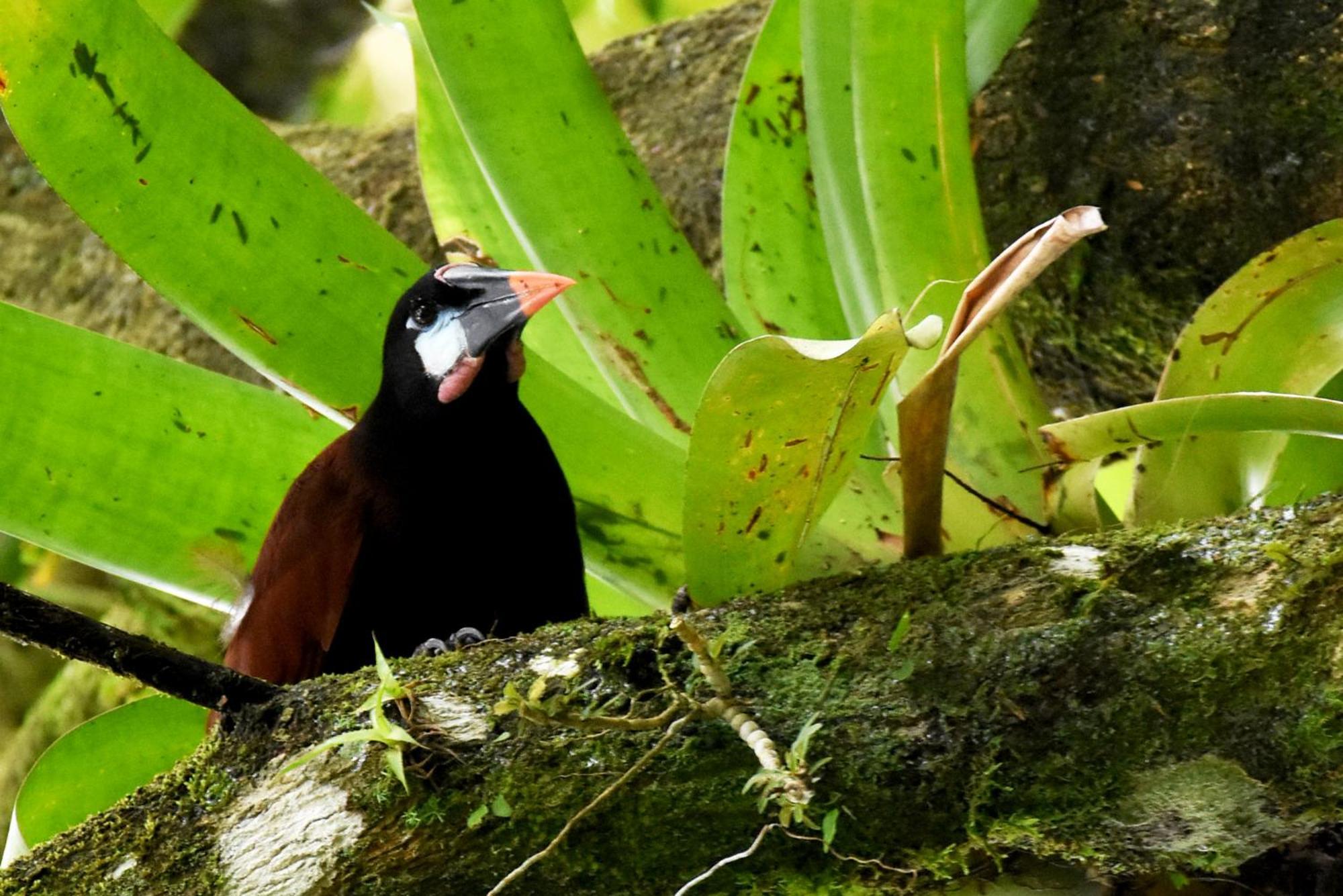 Hotel Arenal Country Inn La Fortuna Eksteriør billede