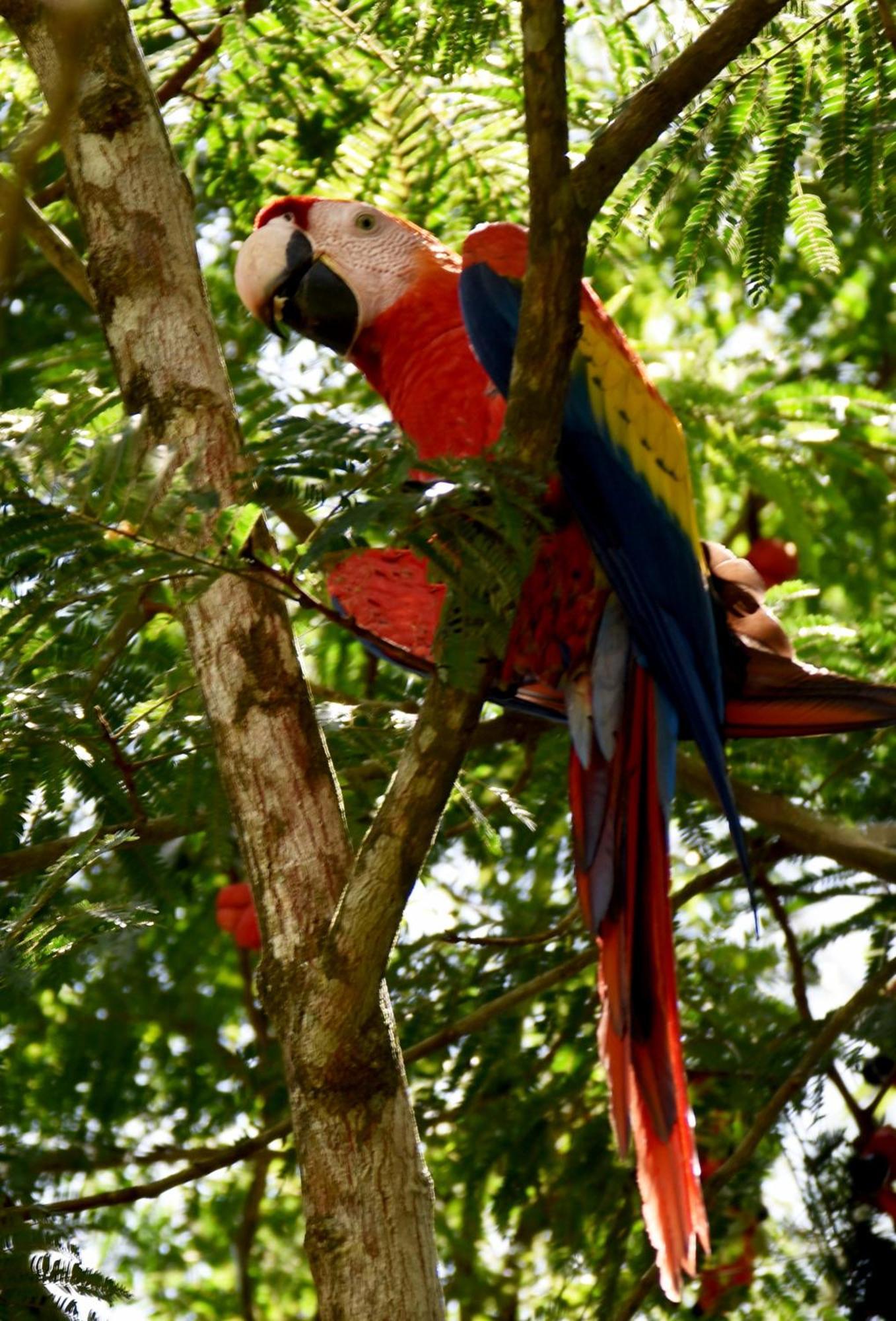 Hotel Arenal Country Inn La Fortuna Eksteriør billede